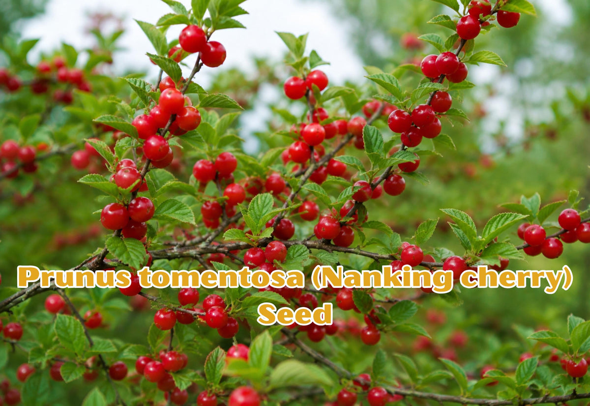 Nanking Cherry Seeds | Prunus tomentosa | Edible Red Fruit Shrub for Gardens & Wildlife