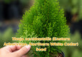 Thuja occidentalis Seeds | Evergreen Conifer for Privacy Hedge, Bonsai, Landscaping | Northern White Cedar, Eastern Arborvitae