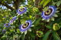 Hardy Blue Crown Passion Flower Plant - Small Rooted Starter Passiflora caerulea Climbing Vine for Garden or Container