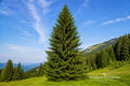 Norway Spruce Bare Root Trees – Picea abies – Evergreen Conifers for Privacy, Windbreaks & Landscaping (2 Pack)