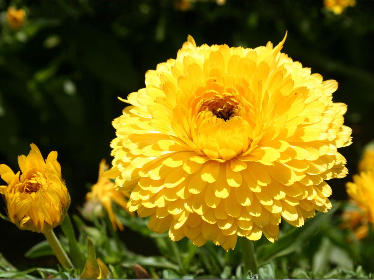 100 Calendula Pacific Beauty Dark Yellow Seeds Calendula officinalis Golden Cottage Garden Flower