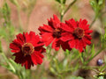 250 Seeds Dwarf Red Plains Coreopsis Coreopsis tinctoria Wildflower