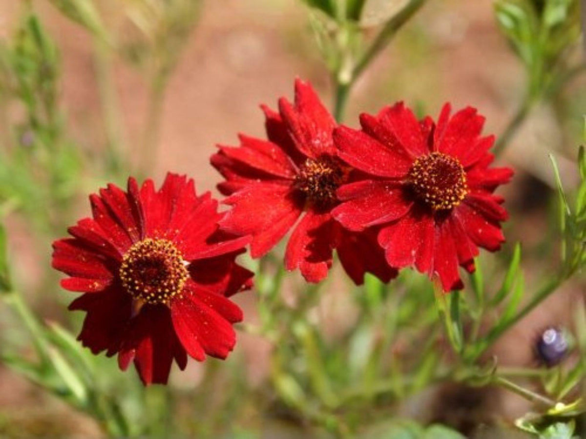 250 Seeds Dwarf Red Plains Coreopsis Coreopsis tinctoria Wildflower