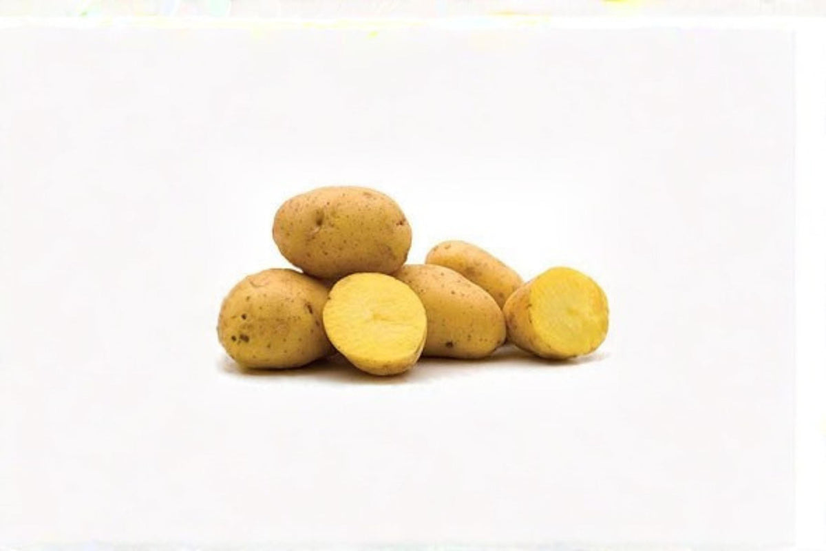 1 Tuber Yukon Gold Potato Live Tuber