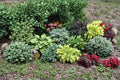 6 Live Plants Mixed Hosta Hosta spp Shade Perennial Starter Plants