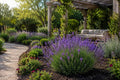 100 Lavender Seeds for Garden Borders, Fragrant Purple Blooms, Lavandula angustifolia, Hardy, Drought-Tolerant