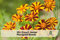 25+ Court Jester Marigold Seeds, French Tagetes patula, Bright Yellow, Gold & Red Blooms, Annual Flower for Borders & Containers
