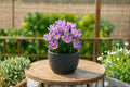 1 Pickwick Crocus Bulb - Crocus vernus - Large Flowering Spring Blooming Perennial
