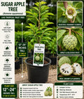 Sugar Apple Live Fruit Tree – Annona squamosa – Tropical Edible Tree – 12–24 Inches Tall Seedling