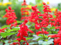 50 Scarlet Sage Seeds