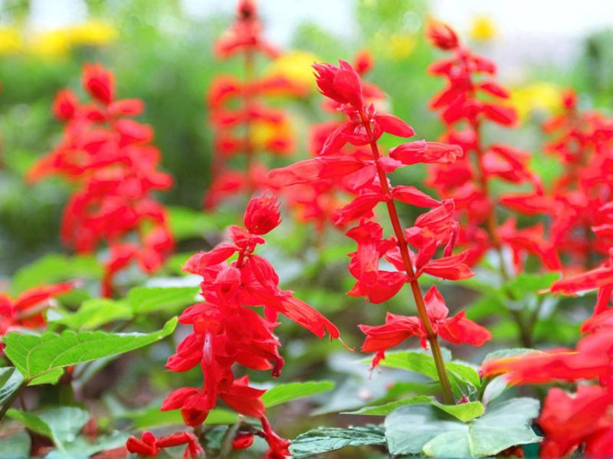 50 Scarlet Sage Seeds