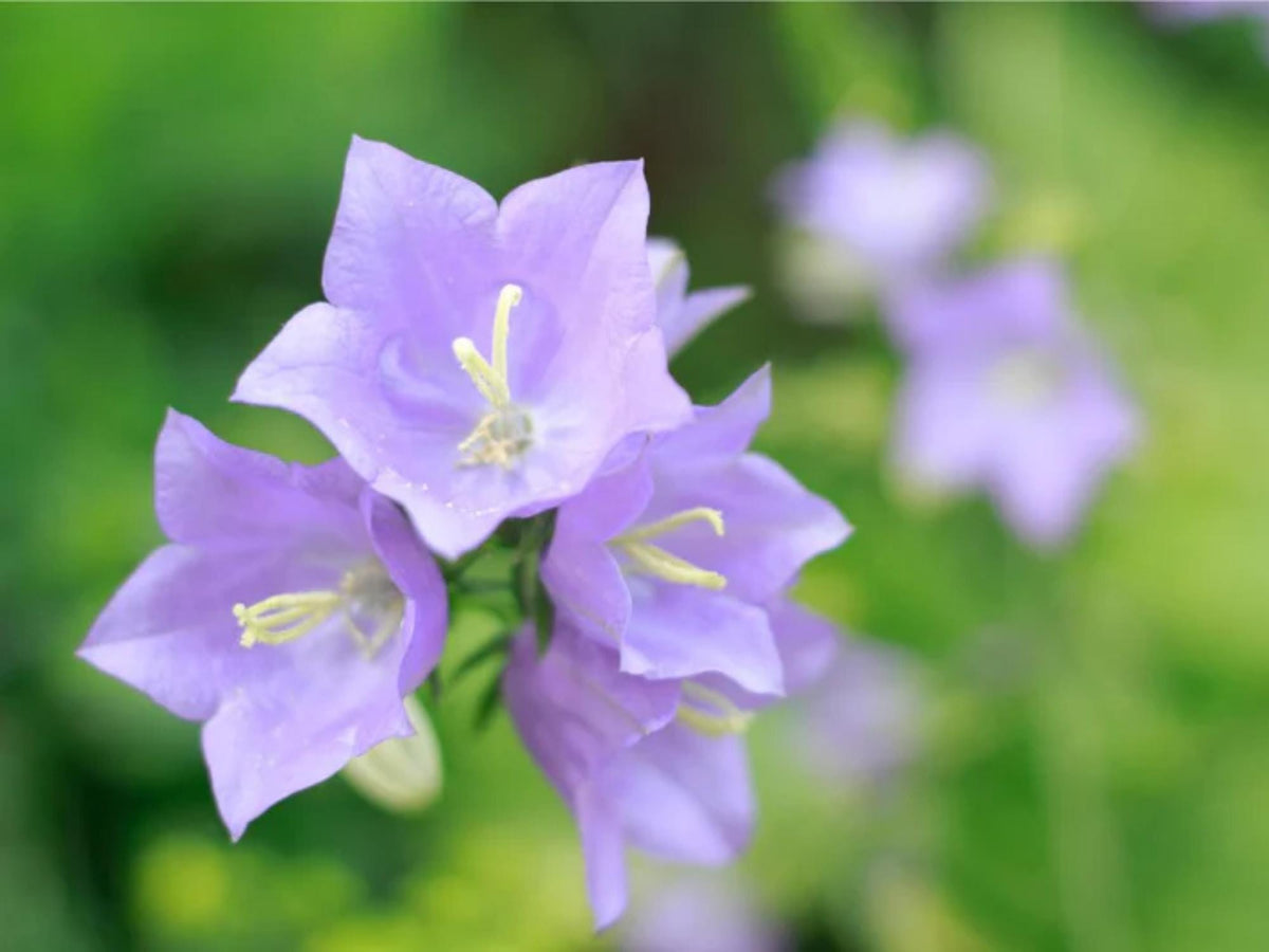 100 Tussock Bellflower Seeds Campanula carpatica Wildflower Pollinator Cottage Garden