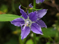100 Tall Bellflower Seeds Campanula americana Wildflower Pollinator Cottage Garden