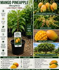 Mango Pineapple Live Fruit Tree – 1-2 Feet Tall – Tropical Mangifera – Edible Landscape, Home Orchard, Fruit Collection