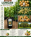 Grafted Longan Fruit Tree – Live Tropical Edible Tree – Dimocarpus longan – 12-24 Inches Tall
