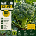 Waltham Broccoli Seeds – 180 Open-Pollinated Heirloom Brassica oleracea for Home Gardens and Vegetable Plots