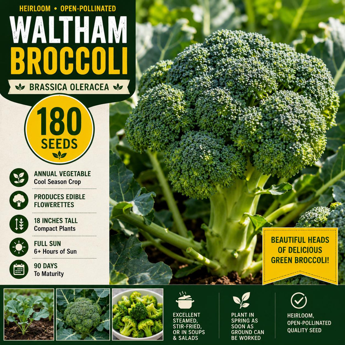 Waltham Broccoli Seeds – 180 Open-Pollinated Heirloom Brassica oleracea for Home Gardens and Vegetable Plots