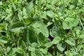 Oregano Seeds 750 Pack – Origanum vulgare Herb for Garden, Containers, Edible Landscaping