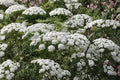 Queen Anne's Lace Seeds – Daucus carota Wildflower, White Lace-Like Flowers, Annual/Biennial, Drought Tolerant, Pollinator Friendly