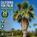 California Fan Palm Seeds – Washingtonia filifera – Ornamental Palm Tree for Gardens and Landscapes