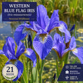 Western Blue Flag Iris Seeds – Iris missouriensis Perennial Wildflower for Native Gardens & Pollinator Habitats