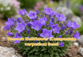 Tussock Bellflower Seeds – Campanula carpatica Blue Perennial for Rock Gardens & Borders – 100 Seeds