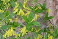Weeping Forsythia Seeds – Forsythia suspensa Flowering Shrub with Bright Yellow Spring Blooms, Ornamental Garden Plant