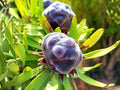5 Leucadendron pubescens Seeds Silvery Foliage Flowering Shrub