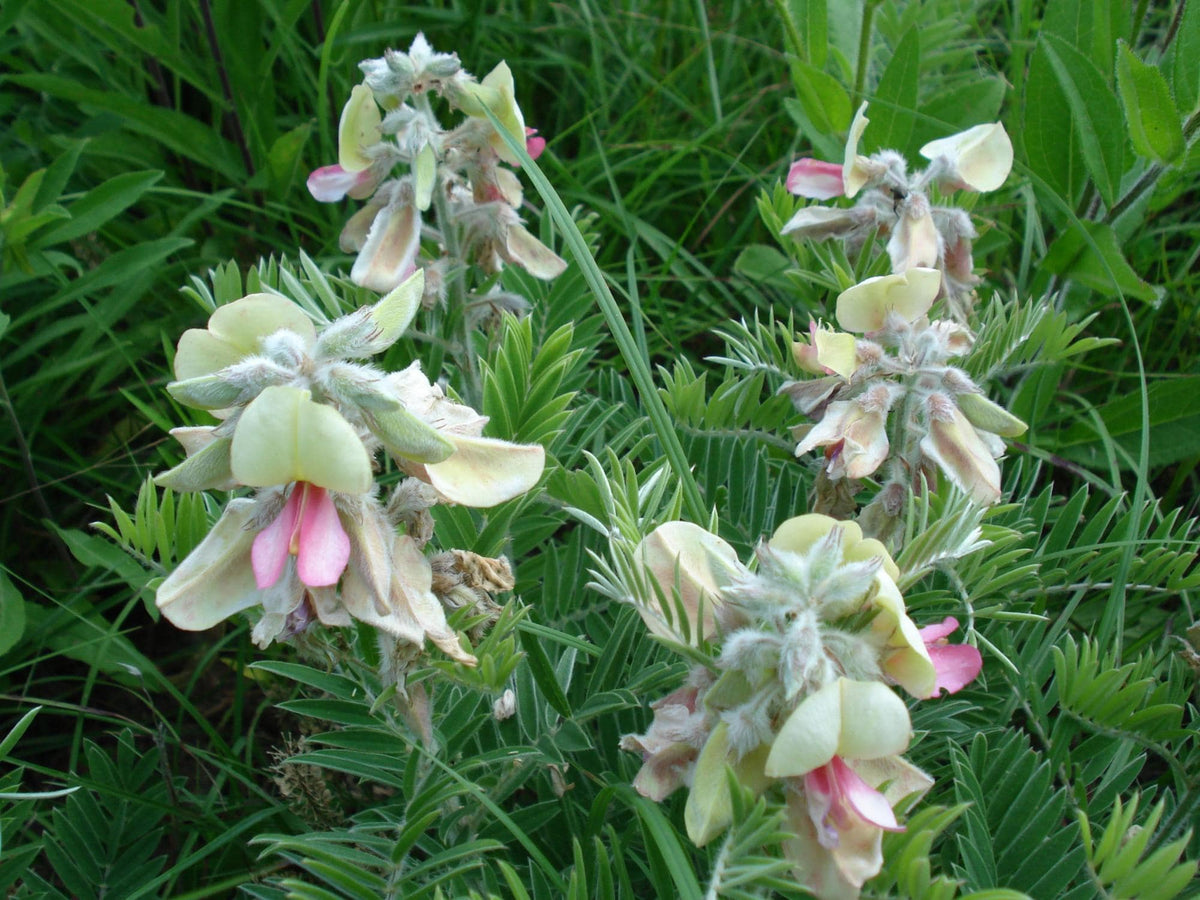 10 Tephrosia Virginiana Seeds Goat's Rue Wildflower Pollinator Cottage Garden