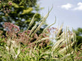 500 Veronicastrum Virginicum Seeds Culver's Root Wildflower Pollinator Cottage Garden