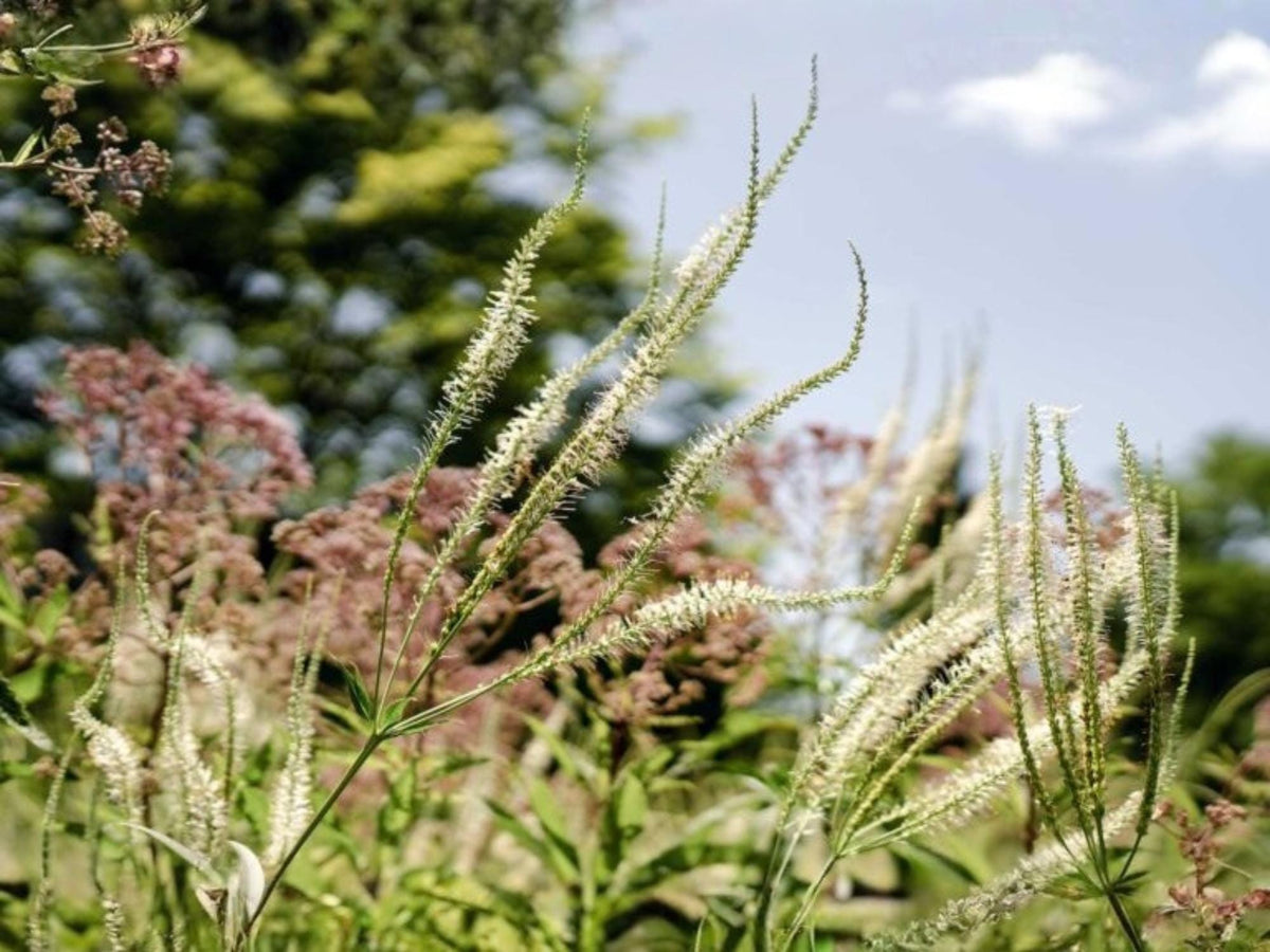 500 Veronicastrum Virginicum Seeds Culver's Root Wildflower Pollinator Cottage Garden