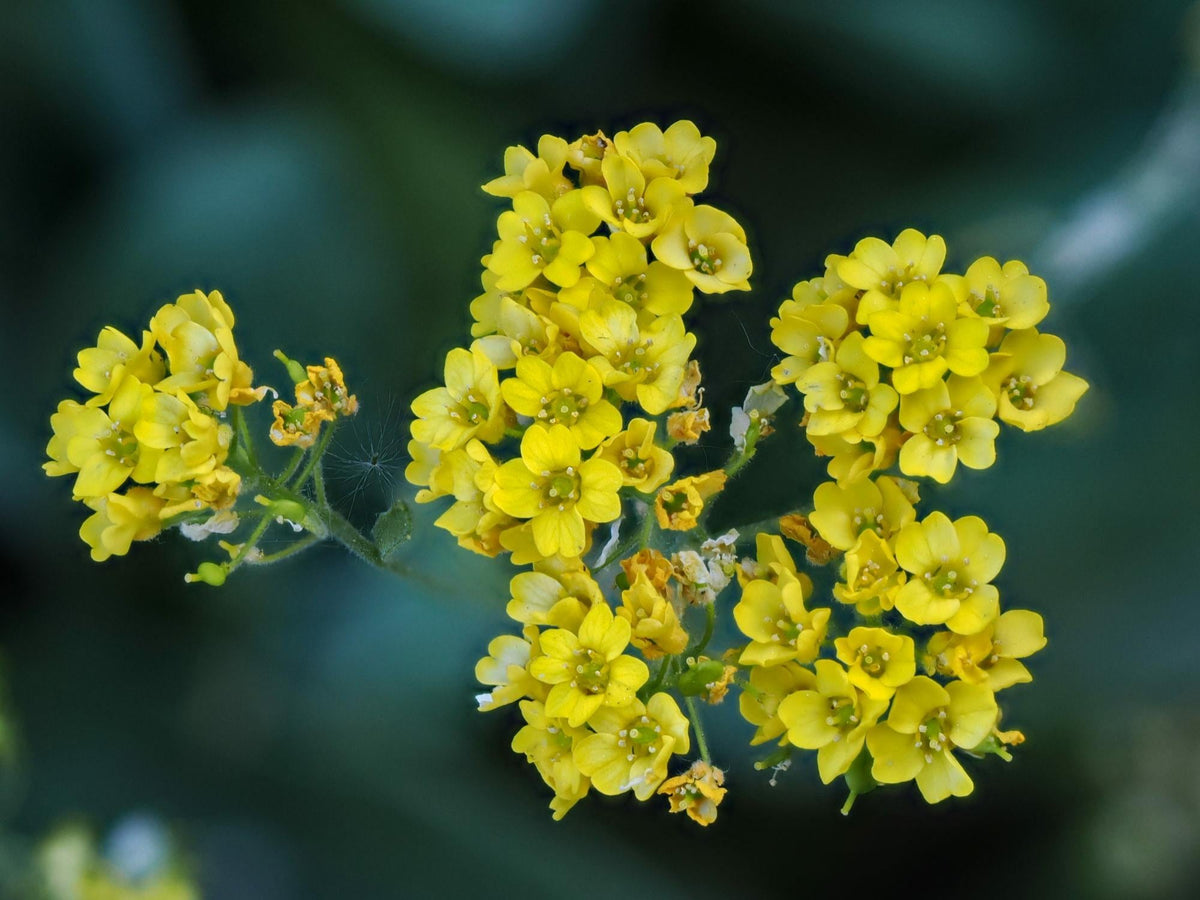 Basket of Gold Seeds – Alyssum saxatile Wildflower Seeds for Pollinator Gardens, Cottage Garden, Natural Landscape Planting