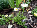 100 Creeping Daisy Seeds Chrysanthemum paludosum Pollinator Wildflower Cottage Garden