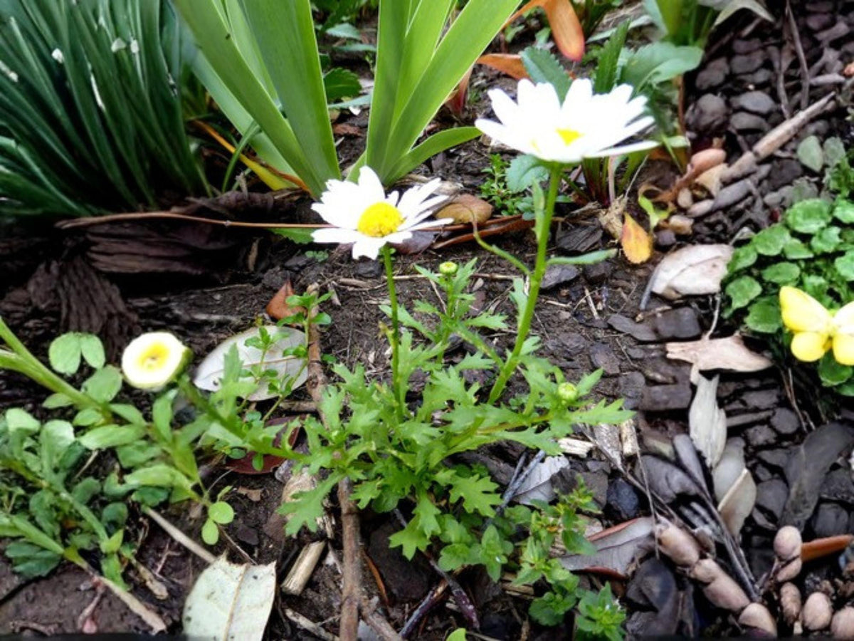 100 Creeping Daisy Seeds Chrysanthemum paludosum Pollinator Wildflower Cottage Garden