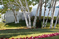 1 Live Plant White Paper Birch Betula papyrifera