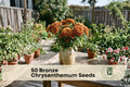 50 Bronze Chrysanthemum Seeds – Ornamental Flowering Plant for Garden Beds, Borders & Containers – Chrysanthemum spp.
