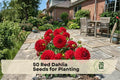 50 Red Dahlia Seeds for Planting – Vibrant Red Flowering Ornamental Dahlia pinnata for Gardens, Borders, Containers