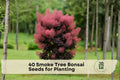 40 Smoke Tree Bonsai Seeds for Planting | Cotinus coggygria Ornamental Tree for Bonsai & Garden