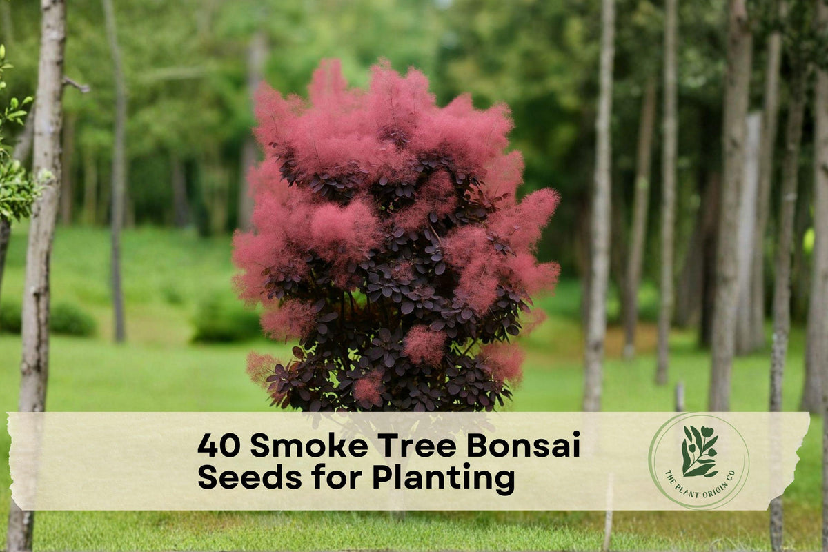 40 Smoke Tree Bonsai Seeds for Planting | Cotinus coggygria Ornamental Tree for Bonsai & Garden