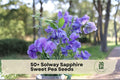 50+ Solway Sapphire Sweet Pea Seeds, Lavender Blue Fragrant Climbing Vine, Lathyrus odoratus, Semi-Dwarf Flower Seeds