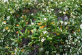 Japanese Cheesewood Seeds – Pittosporum tobira, Evergreen Shrub with Fragrant White Flowers, Hedges & Landscape Border Seeds