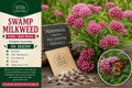 Swamp Milkweed Seeds – Perennial Flower Seeds – Pink-Red Asclepias incarnata for Pollinator Gardens and Wetlands