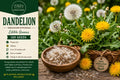 Dandelion Seeds 100 Pack – Taraxacum officinale Perennial Herb for Edible Greens and Bright Yellow Flowers