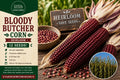 Bloody Butcher Corn Seeds – Heirloom Red Zea mays, Annual Vegetable, Full Sun, 12 Seeds