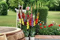 12 Gladiolus Bulbs Mixed Gladiolus Flowering Bulbs for Summer Garden Borders and Cut Flowers