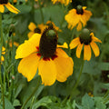 Clasping Coneflower Seeds | Rudbeckia amplexicaulis | Native Wildflower for Pollinators | 100 Seeds