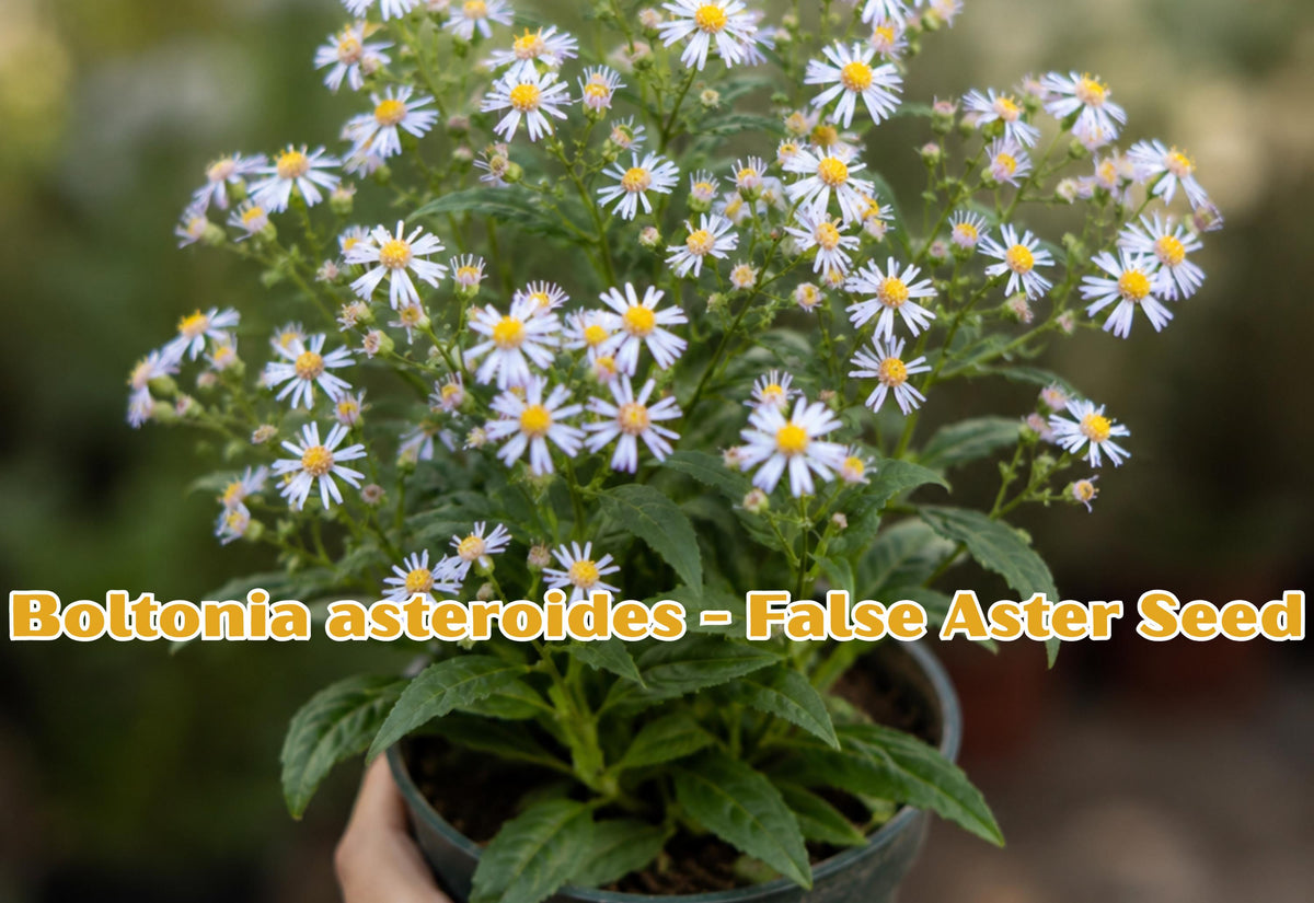 Boltonia asteroides Seeds | White False Aster Perennial Wildflower | Native Pollinator Plant for Gardens & Meadows