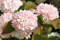Mary Milton Japanese Snowball Shrub – Bare Root Pink Blooms, Viburnum plicatum 'Mary Milton' 12+ Inches