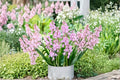1 Bulb Spanish Bluebell Pink Hyacinthoides hispanica Spring Flowering Woodland Garden Bulb