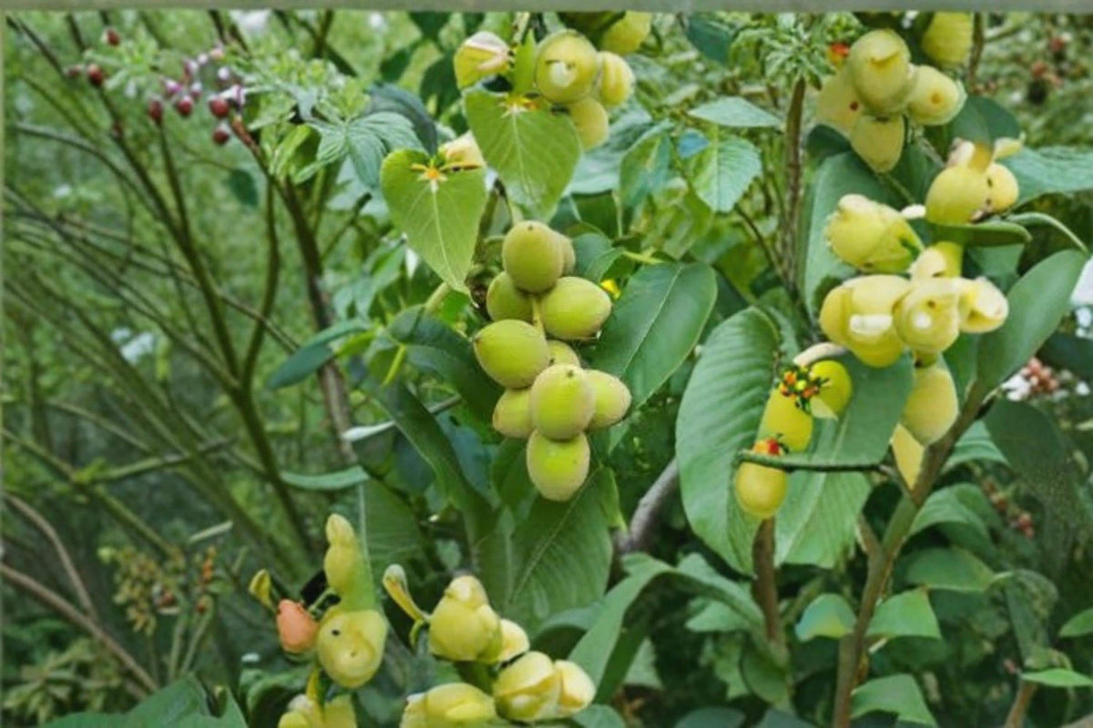 4 Seeds Heartnut Tree Juglans ailantifolia var cordiformis Edible Nut